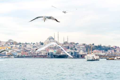 Suleymaniye Mosque and seagulls.