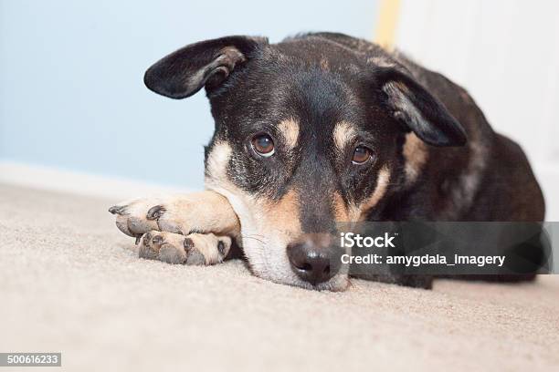 Photo libre de droit de Sleepy Chien banque d'images et plus d'images libres de droit de Amitié - Amitié, Amour, Animaux de compagnie