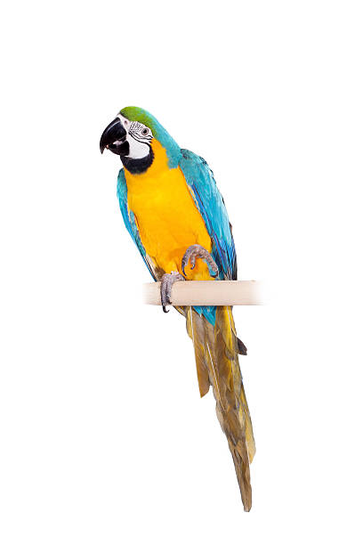 istock Blue and Yellow Macaw on the white background 500616433