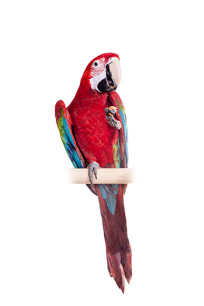 istock Red-and-green Macaw on white background 500616517