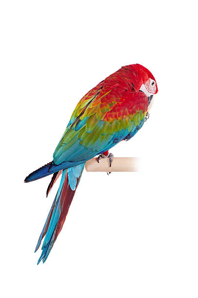 istock Red-and-green Macaw on white background 500616527