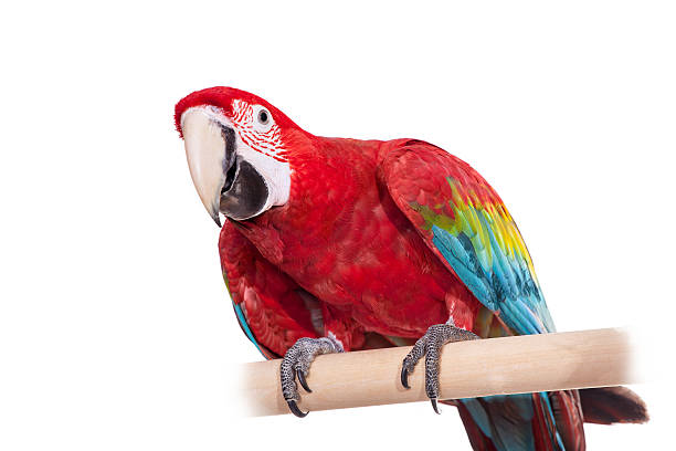 istock Red-and-green Macaw on white background 500616535