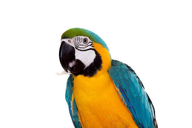 istock Blue and Yellow Macaw on the white background 500616551