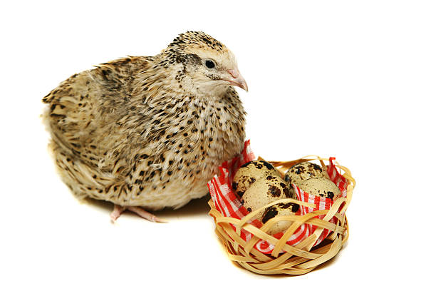 Adult quail with its eggs on white