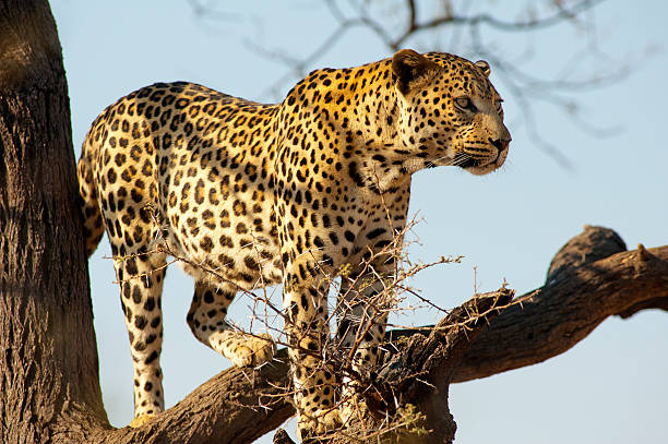 istock Leopard on a tree at Dusternbrook Guest Farm, Namibia 500616990