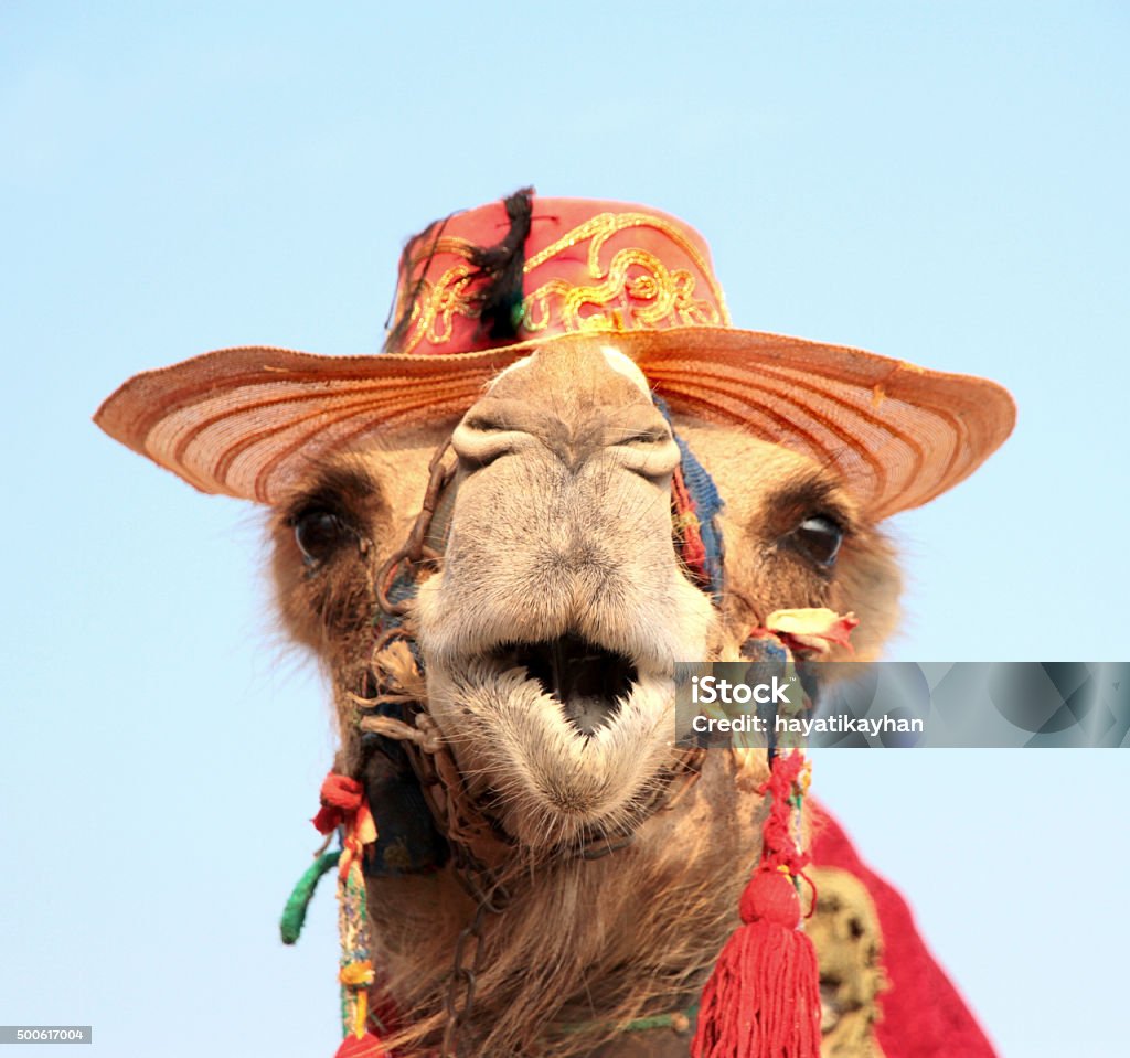 Funny portrait of camel with hat Funny portrait of camel with hat, close up image Humor Stock Photo