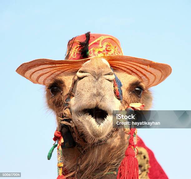 Funny Portrait Of Camel With Hat Stock Photo - Download Image Now - Humor, Animal Head, 2015