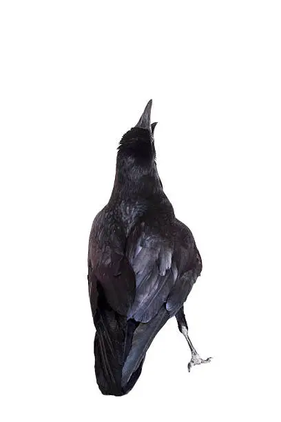 Common Raven - Corvus corax, 28 years old, isolated on white