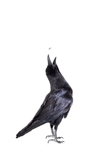 Common Raven - Corvus corax, 28 years old, isolated on white