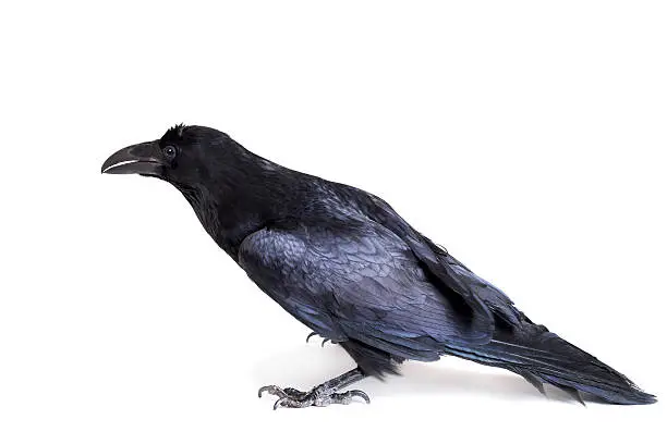 Common Raven - Corvus corax, 28 years old, isolated on white