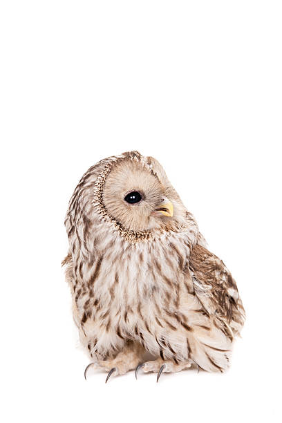 istock Ural Owl on the white background 500617109