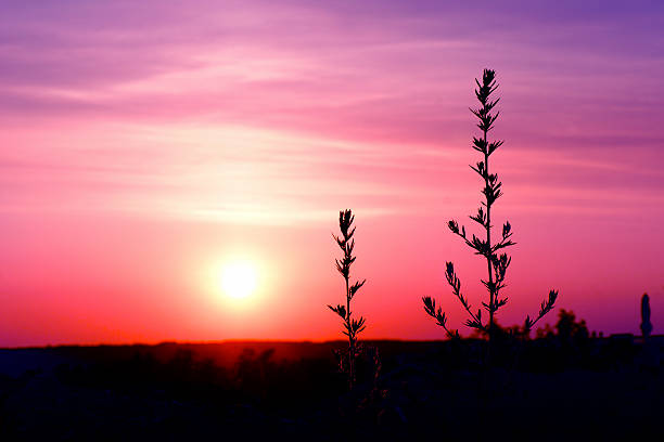 istock Surreal Twilight colorful purple & pink : dramatic sunset back lit grass 500617235