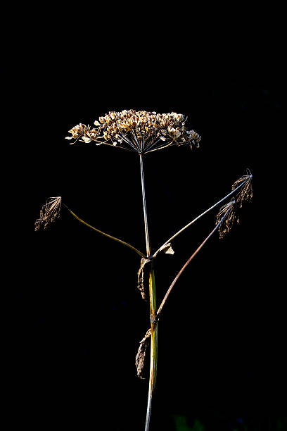istock Dried wild parsnip flower in vertical image 500617350