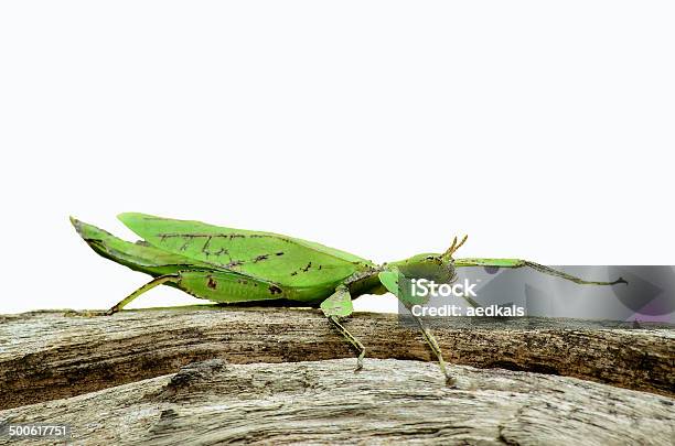 Phyllium Giganteum Liściec Chodzić Pozostawić - zdjęcia stockowe i więcej obrazów Patyczak - Patyczak, Bez ludzi, Bezkręgowce