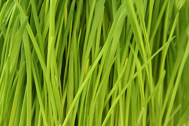 istock Young green oat shoots - close-up 500617771
