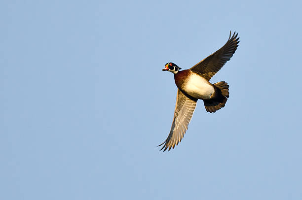 istock Wood Duck Flying in a Blue Sky 500617820