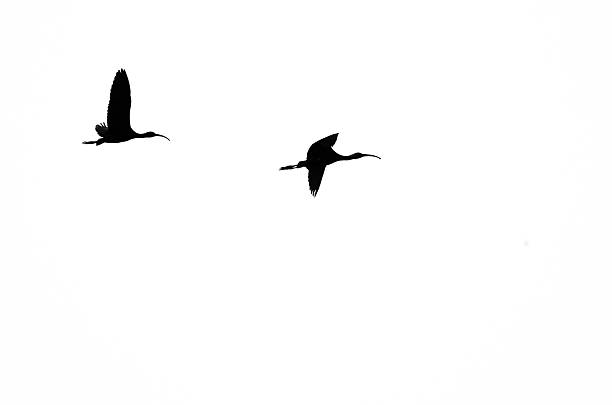 istock Pair of Silhouetted White-Faced Ibis Flying on a White Background 500617830