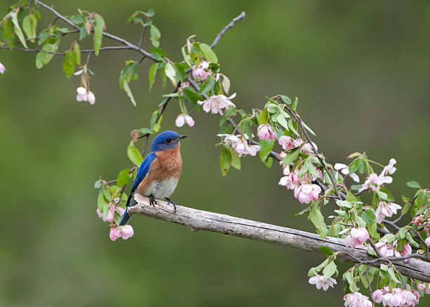 istock Male Eastern bluebird in Pink Flowers 500617894