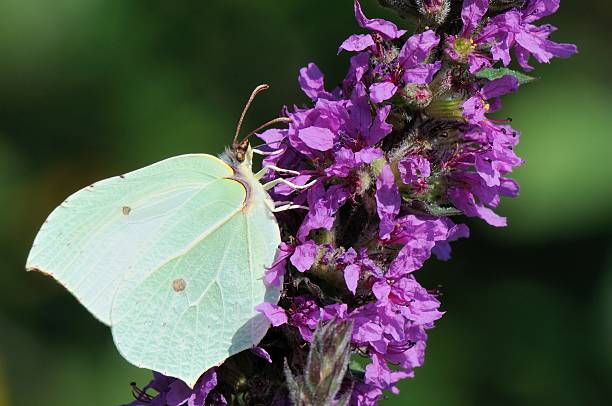 istock Gonepteryx rhamni, female 500617955