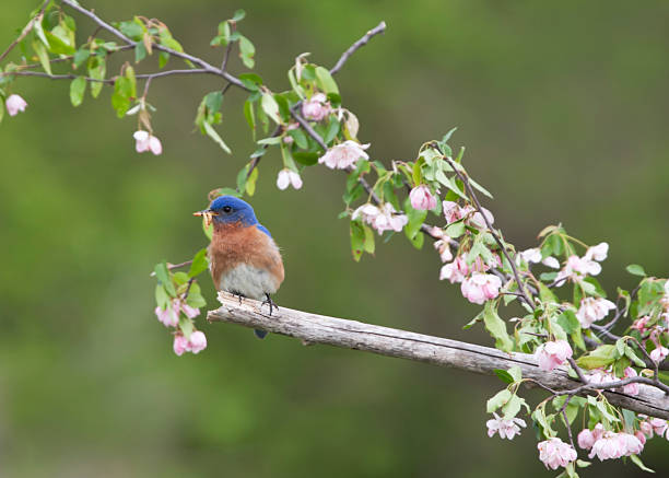 istock Male Eastern Bluebird with Insects in Pink Flowers 500618022