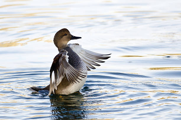 istock Gadwall Stretching Its Wings on the Water 500618046