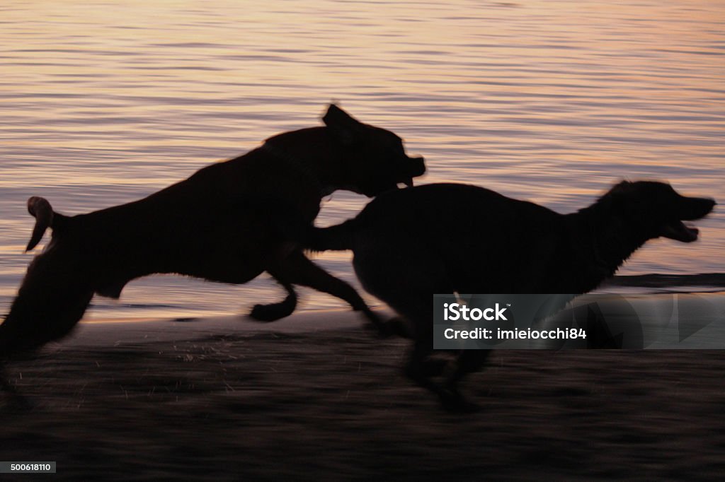 dogs running by the sea dogs running free at sunset by the sea 2015 Stock Photo