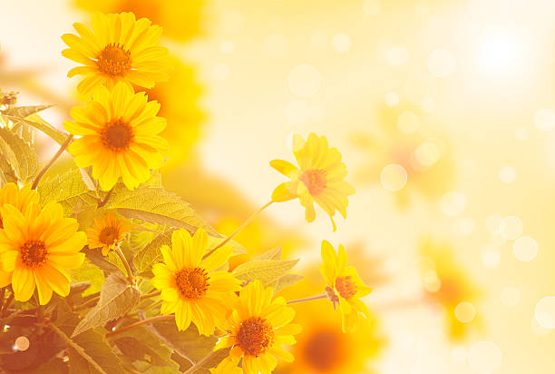 istock bouquet of beautiful yellow daisies 500618453