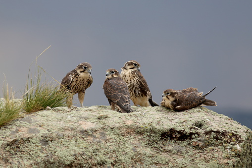 A family of Prairie Falcons gather on a rocky cliff.