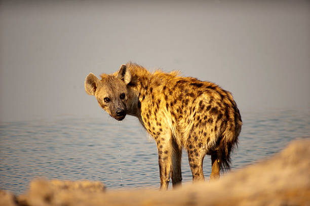 istock Spotted hiena drinking at Chudob waterhole, Etosha National Park, Namibia 500619582