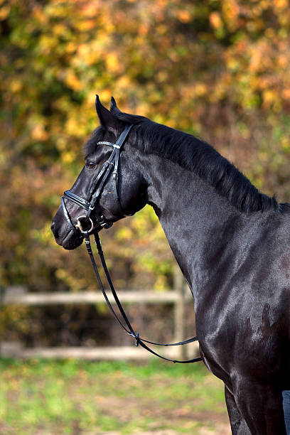 istock black horse portrait outside 500619732