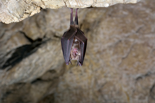 Greater horseshoe bat( Rhinolophus ferrumequinum)