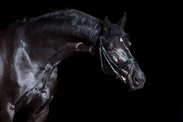 black horse on black background