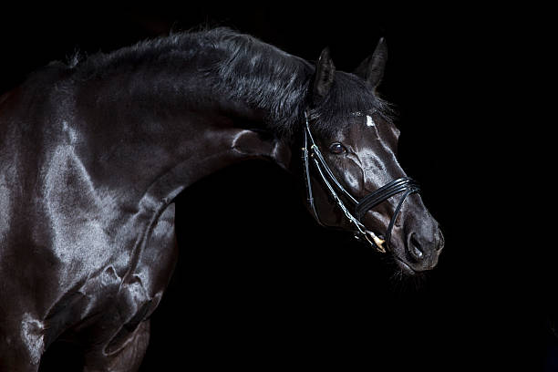 czarny koń na czarnym tle - trakehner horse zdjęcia i obrazy z banku zdjęć