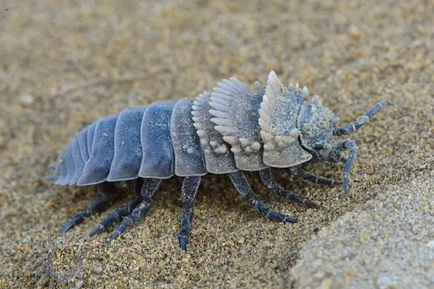 An unusually sculptured woodlouse found in hills in Azerbaijan, with spikes on its exoskeleton.