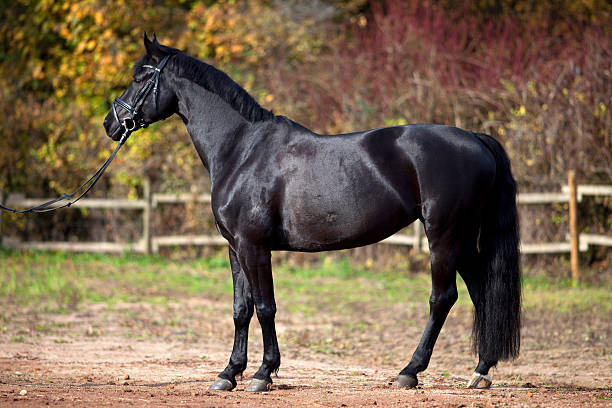 czarny koń portret na zewnątrz - trakehner horse zdjęcia i obrazy z banku zdjęć