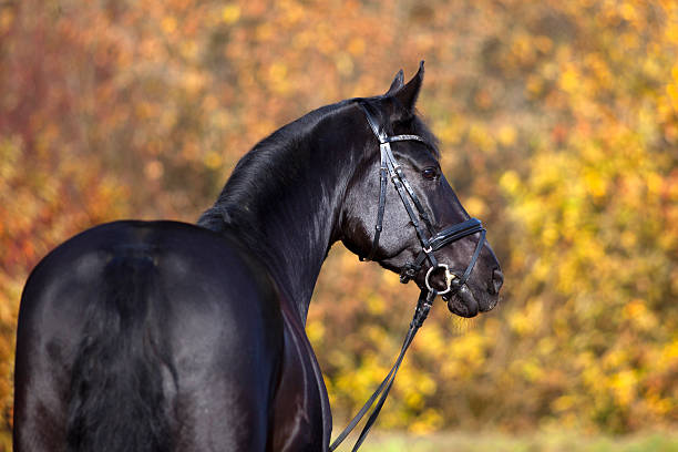 black horse portrait outside with colorful autumn leaves in background stock photo