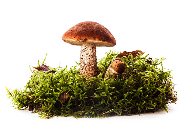 istock Orange-cap boletus mushrooms 500623488