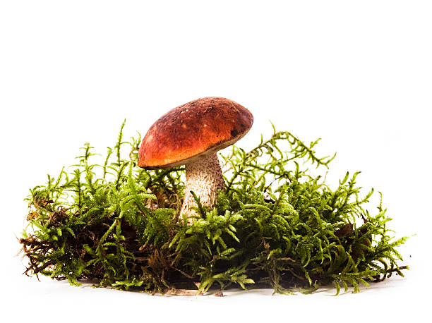 istock Orange-cap boletus mushrooms 500623500