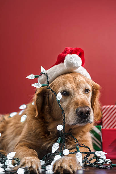 istock Dog wearing a Santa Hat covered with Christmas Lights 500624916