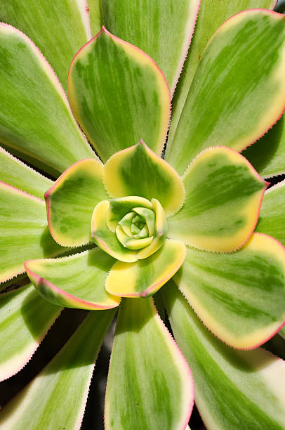 istock Variegated Echeveria Leaves 500625578