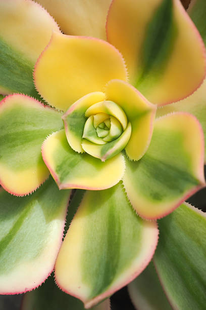 istock Echeveria Variegated Leaves 500625642