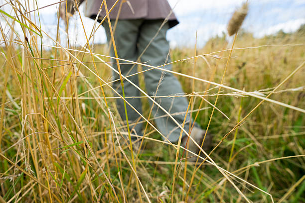 Free Stock Photo of Person Walking Through Tall Grass | Download Free ...