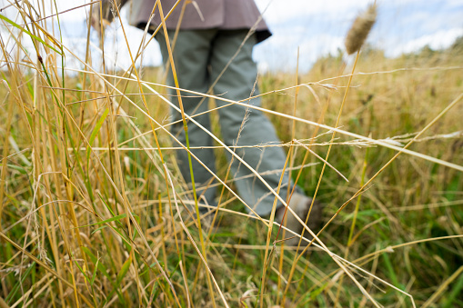 Blurred image of the legs of a senior woman rambler walking through a field of long grass in the British Countryside.  She uses a stick to aid her way.