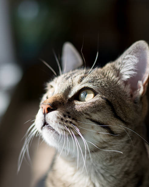 istock Close-Up of a Cat Looking Up 500626064