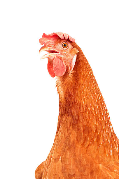 istock brown chickken ,hen isolated white background 500626548