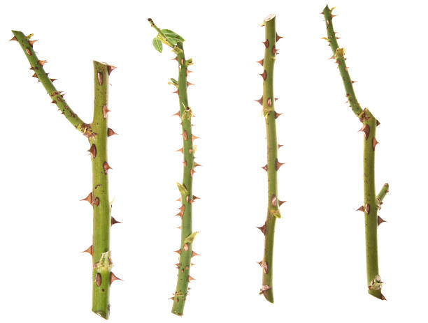 istock Thorn Rose Twigs and Sticks Isolated on White 500627280