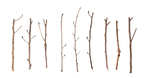 Twigs y s'atenga Aislado en blanco photo