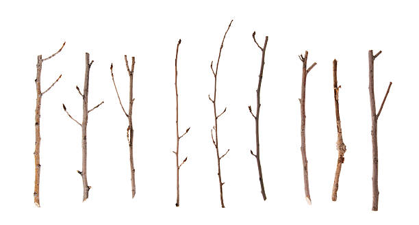 twigs y s'atenga aislado en blanco - wood sticks fotografías e imágenes de stock