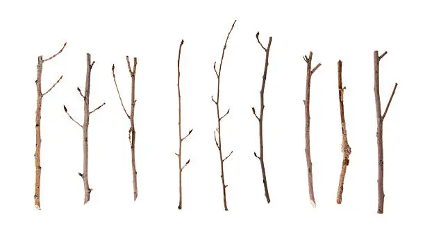Photo of Twigs and Sticks Isolated on White