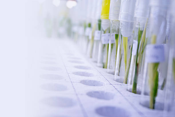 istock plant tissue culture 500627494